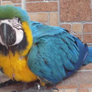 Kдома,  поднятые и зарегистрирован синих и золотых попугаи ара для прод