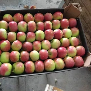 Яблоко оптом из Беларуси от производителя