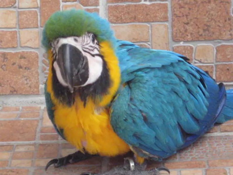 Kдома,  поднятые и зарегистрирован синих и золотых попугаи ара для прод